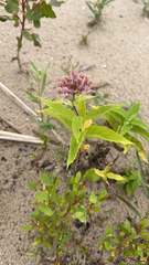 Eutrochium maculatum