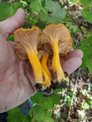 Craterellus ignicolor