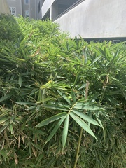 Bambusa vulgaris