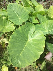 Colocasia