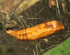 Atteva aurea