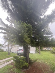 Araucariaceae
