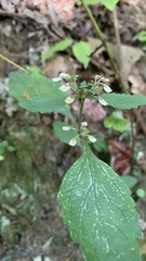Scutellaria integrifolia