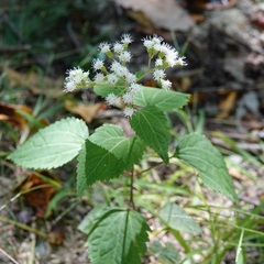Ageratina altissima