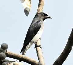 Dicrurus caerulescens