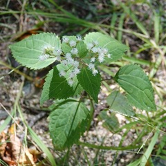 Ageratina altissima