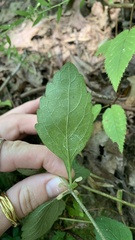Scutellaria integrifolia