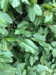 Euonymus