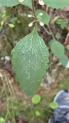 Scutellaria integrifolia