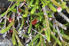 Exobasidium cassiopes