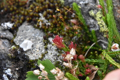 Exobasidium cassiopes