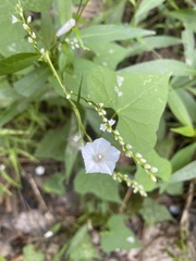 Ipomoea lacunosa