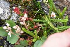 Exobasidium cassiopes