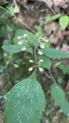 Scutellaria integrifolia