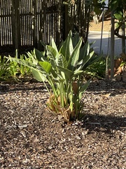 Strelitzia