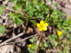 Oxalis stricta