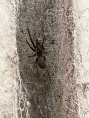 Kukulcania hibernalis