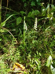 Spiranthes arcisepala
