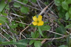 Ranunculus eschscholtzii