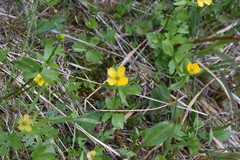 Ranunculus eschscholtzii