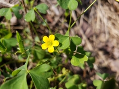 Oxalis stricta