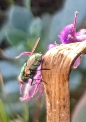Lucilia