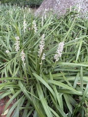 Liriope