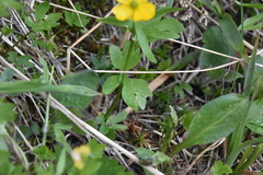 Ranunculus eschscholtzii