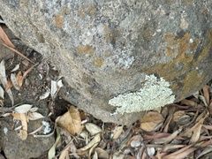 Xanthoparmelia cumberlandia