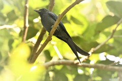 Dicrurus leucophaeus