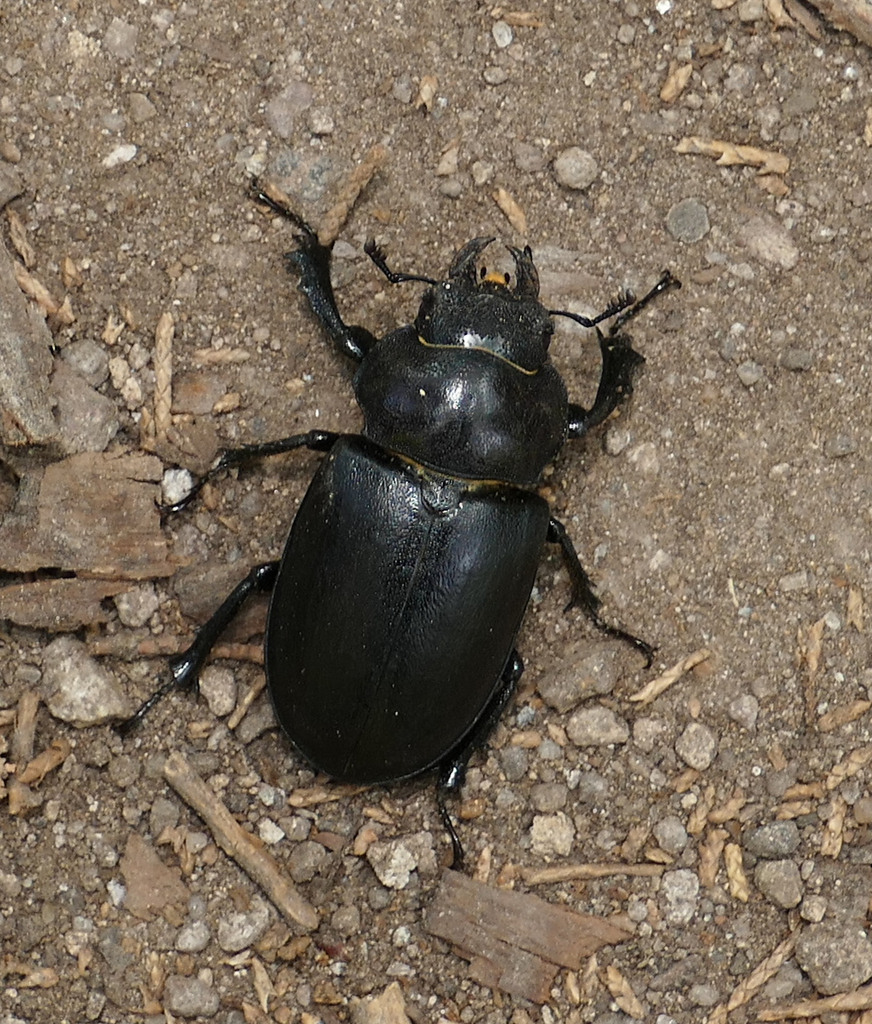 Cottonwood Stag Beetle