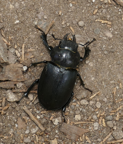 Cottonwood Stag Beetle