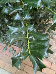 Ilex
