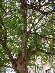 Crataegus phaenopyrum