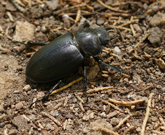 Lucanus mazama