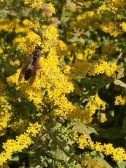 Polistes fuscatus