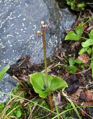 Neottia cordata