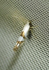 Argyresthia oreasella