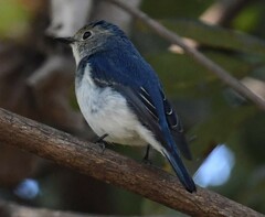 Ficedula superciliaris