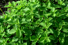 Marrubieae