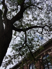 Gleditsia triacanthos inermis