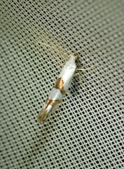 Argyresthia oreasella