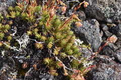 Saxifraga bronchialis