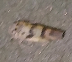 Macrosteles