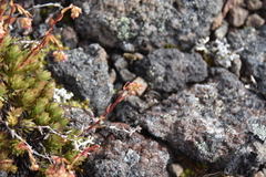 Saxifraga bronchialis