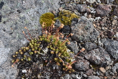 Saxifraga bronchialis