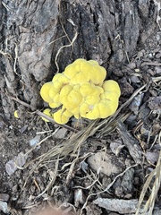 Laetiporus gilbertsonii