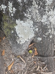 Flavoparmelia baltimorensis