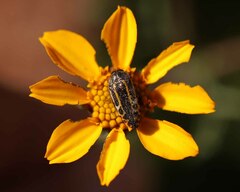 Acmaeodera scalaris