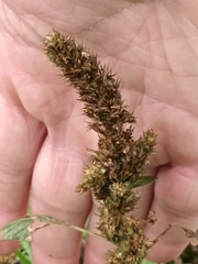 Amaranthus retroflexus